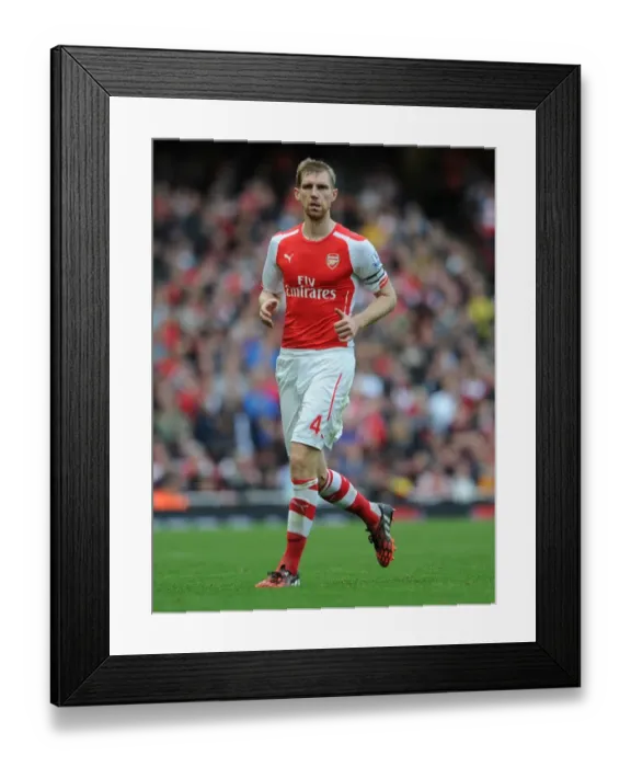 Framed Print : Per Mertesacker Focuses in Arsenal's Victory Against Hull City (2014-15) Framed Print : Per Mertesacker Focuses in Arsenal's Victory Against Hull City (2014-15)