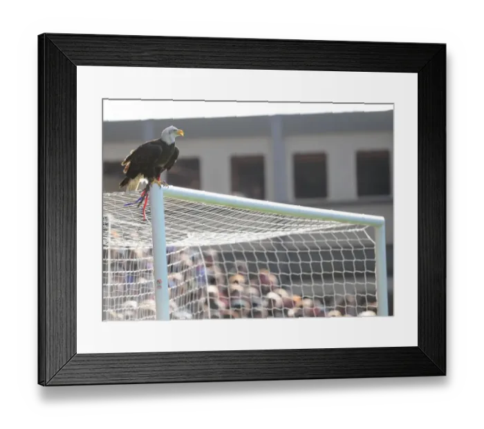 Framed Print : Eagle on the Arsenal Goal: Crystal Palace vs Arsenal, Premier League 2014-15