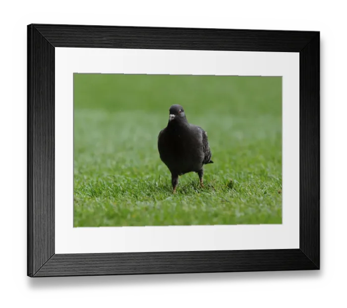 Framed Print : Arsenal vs. Tottenham: Premier League Showdown at White Hart Lane, March 2016 Framed Print : Arsenal vs. Tottenham: Premier League Showdown at White Hart Lane, March 2016
