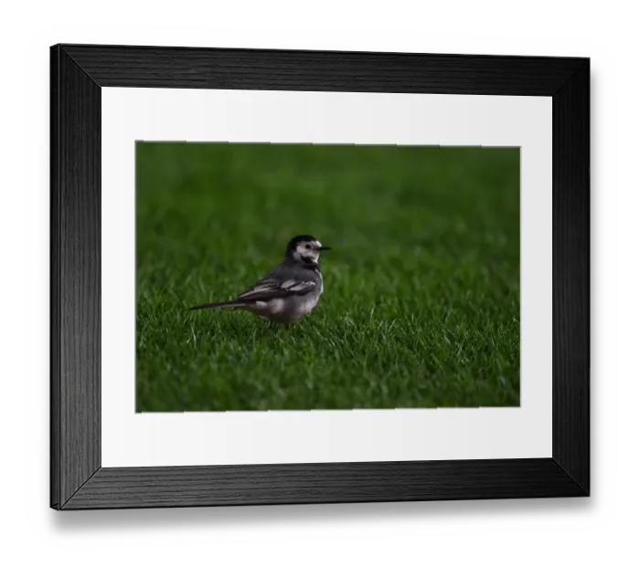 Framed Print : Surprising Intruder: A Bird Disrupts the Arsenal vs Manchester City Premier League Match