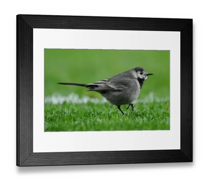 Framed Print : A Wagtail bird on the pitch. Arsenal 3: 0 Hull City, Barclays Premier league