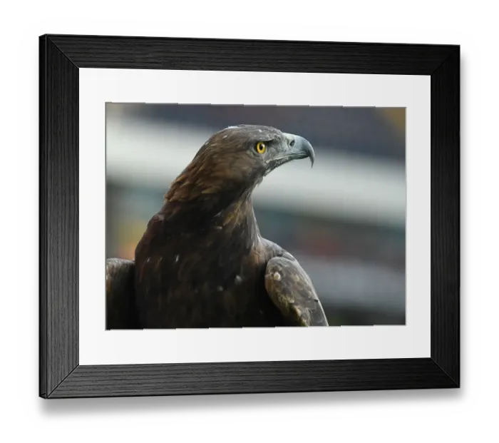 Framed Print : Arsenal vs Eintracht Frankfurt: UEFA Europa League Showdown in Frankfurt