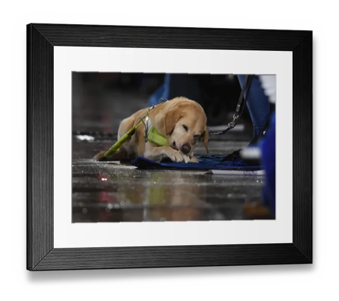 Framed Print : Leicester City v Arsenal FC - Premier League Framed Print : Leicester City v Arsenal FC - Premier League