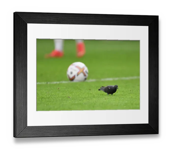 Framed Print : Pigeon Invades Pitch: Southampton vs. Arsenal, Premier League 2022-23 Framed Print : Pigeon Invades Pitch: Southampton vs. Arsenal, Premier League 2022-23