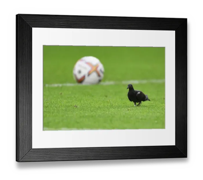 Framed Print : Pigeon Invades Southampton vs. Arsenal Premier League Match, 2022-23