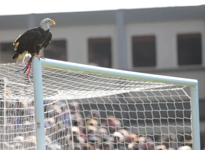 Framed Print : Eagle on the Arsenal Goal: Crystal Palace vs Arsenal, Premier League 2014-15