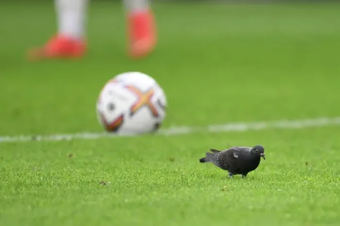 Framed Print : Pigeon Invades Pitch: Southampton vs. Arsenal, Premier League 2022-23 Framed Print : Pigeon Invades Pitch: Southampton vs. Arsenal, Premier League 2022-23