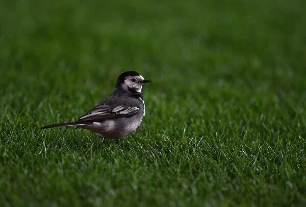 Surprising Intruder: A Bird Disrupts the Arsenal vs Manchester City Premier League Match