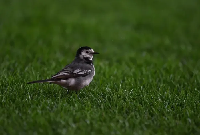 Framed Print : Surprising Intruder: A Bird Disrupts the Arsenal vs Manchester City Premier League Match
