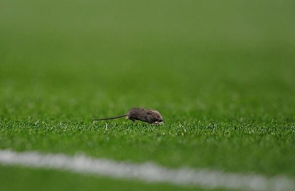 Unexpected Interloper: The Mouse Invades Manchester United vs. Arsenal
