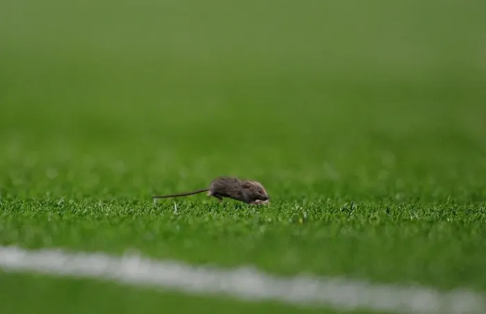 Framed Print : Unexpected Interloper: The Mouse Invades Manchester United vs. Arsenal Framed Print : Unexpected Interloper: The Mouse Invades Manchester United vs. Arsenal