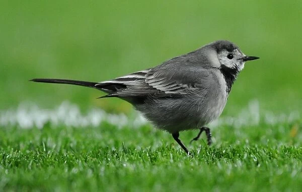 A Wagtail bird on the pitch. Arsenal 3: 0 Hull City, Barclays Premier league