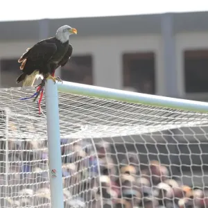 Eagle on the Arsenal Goal: Crystal Palace vs Arsenal, Premier League 2014-15