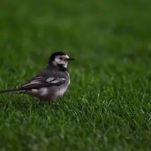 Surprising Intruder: A Bird Disrupts the Arsenal vs Manchester City Premier League Match