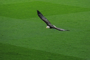 Crystal Palace v Arsenal 2016-17 Gallery: Crystal Palace eagle. Crystal Palace 3: 0 Arsenal. Premier League. Selhurst Park, 10 / 4 / 17