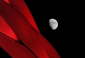 Moonlit Allianz Arena: FC Bayern Munich vs. Arsenal, UEFA Champions League Round of 16
