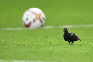 Pigeon Invades Southampton vs. Arsenal Premier League Match, 2022-23